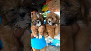 Lhasa Apso Puppies Sell।