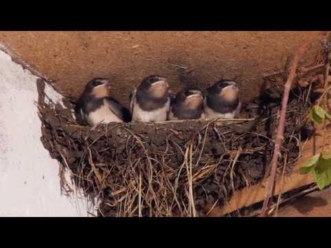 Video: Golondrina De Pájaro