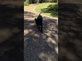 Dog Training in Charlottesville, VA with Ridgeside K9 Charlottesville