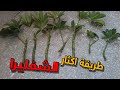 طريقة تكاثر نبات الشفليرا