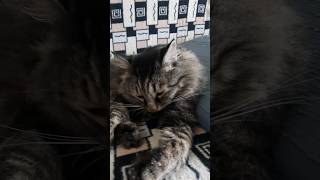 синдром картошки #кот #котики #cat #shortcats #shots #shortcatsvideos #shortvideo #котик