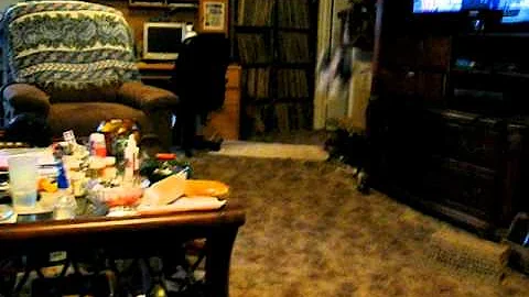 Watch the video about Maine Coon Cat fetching stuffed kitten