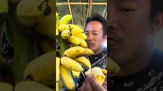 Mangao Ta banana