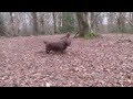 "Shelly" Sussex Spaniel "Down to the woods" の動画、YouTube動画。