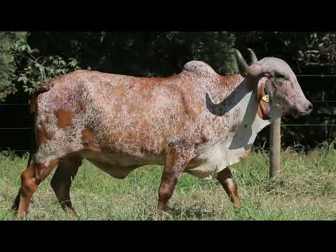 LOTE 35 MARIA THEREZA 045
