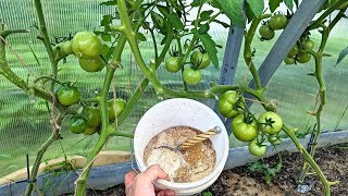 Насыпьте томатам такой порошок в июне июле, помидор вырастет так много, что придется раздавать.