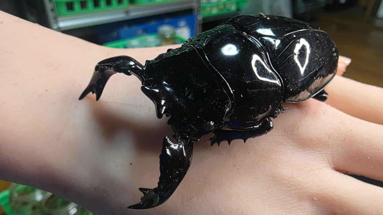 A giant African stag beetle has emerged - YouTube