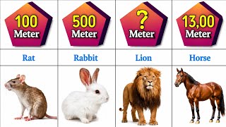 Animal Vision Distance Comparison | Which Animal Can See the Farthest?