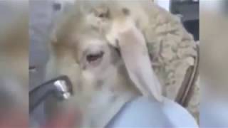 Приколы! Умные животные Приколы! Умные животные