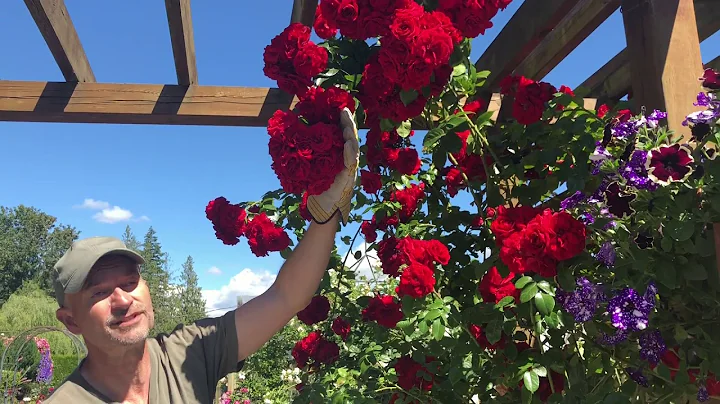 Rose Climbers in Containers - DayDayNews