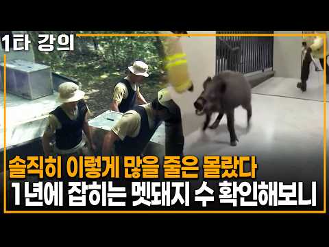 솔직히 이렇게 많을 줄 몰랐다.. 1년에 잡히는 <strong>멧돼지</strong> 수 확인했더니| KBS 이슈픽 20260531 방송