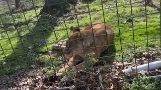 Rolly Polly Adorable Showoff Lioness + Animal Facts