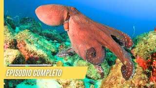 El Misterioso Mundo de los Pulpos | Episodio Completo