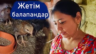 Vlog. Тауық балапандарын әлі алмай жүр