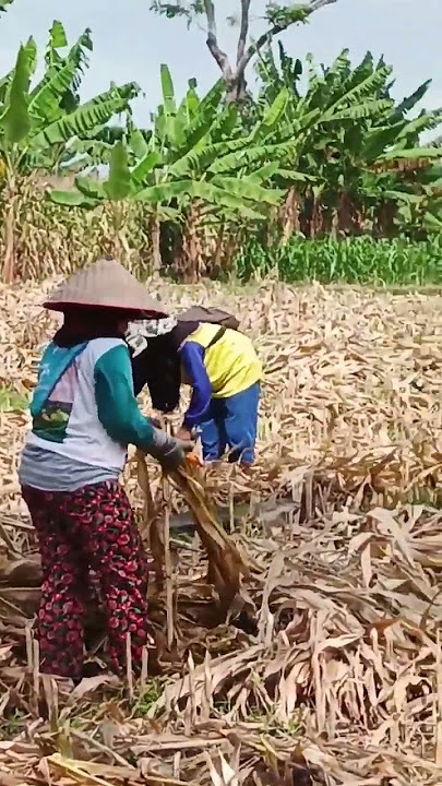 lagu ambilin jagung yang dah kering diladang