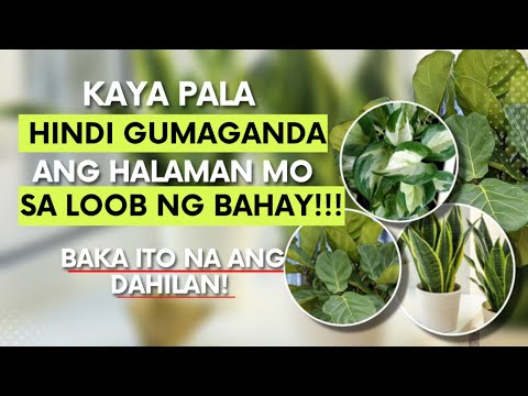Video: Pag-aalaga sa mga Houseplant: Paano Pagpapabuti ng Kalusugan ng Houseplant