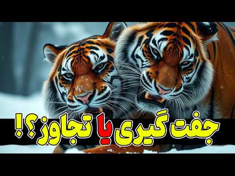 غیر قابل باورترین جفت گیریهای حیوانات ترسناکترین جفت گیریهای حیات وحش که با مرگ نر تموم میشه