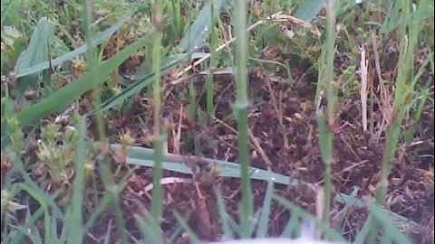 HawkSky Maiden Flight.avi