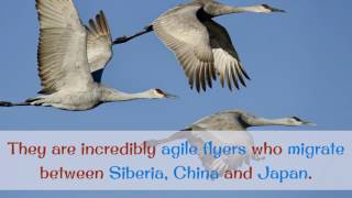 12 Interesting Things You Should Know About Crane