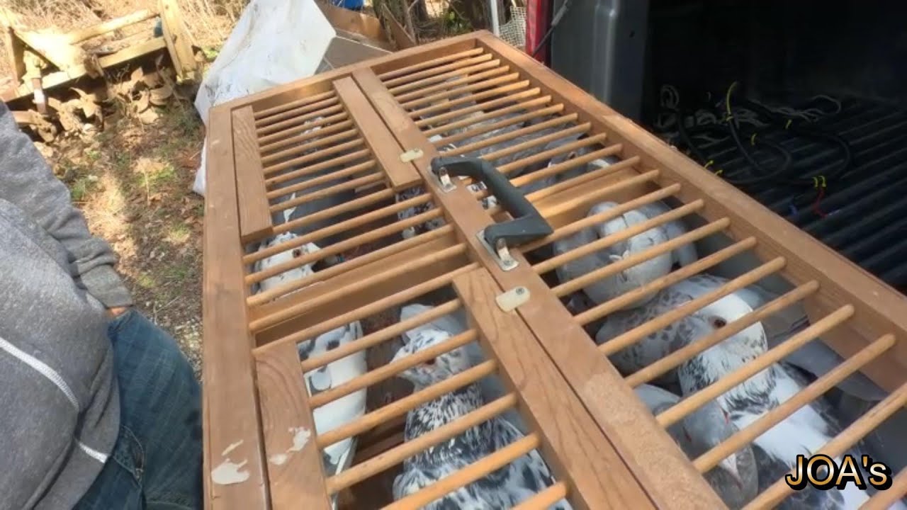 My Journey to Branson Missouri for Racing Pigeons!