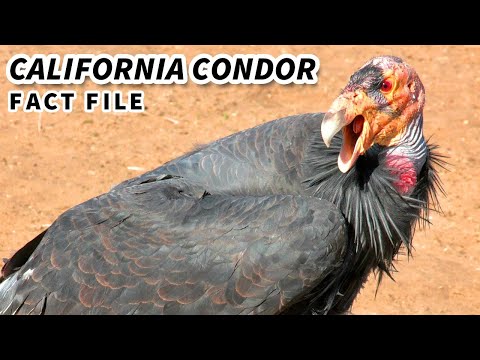 Факты о калифорнийском кондоре: САМАЯ РЕДКАЯ ПТИЦА В АМЕРИКЕ | Файлы фактов о животных