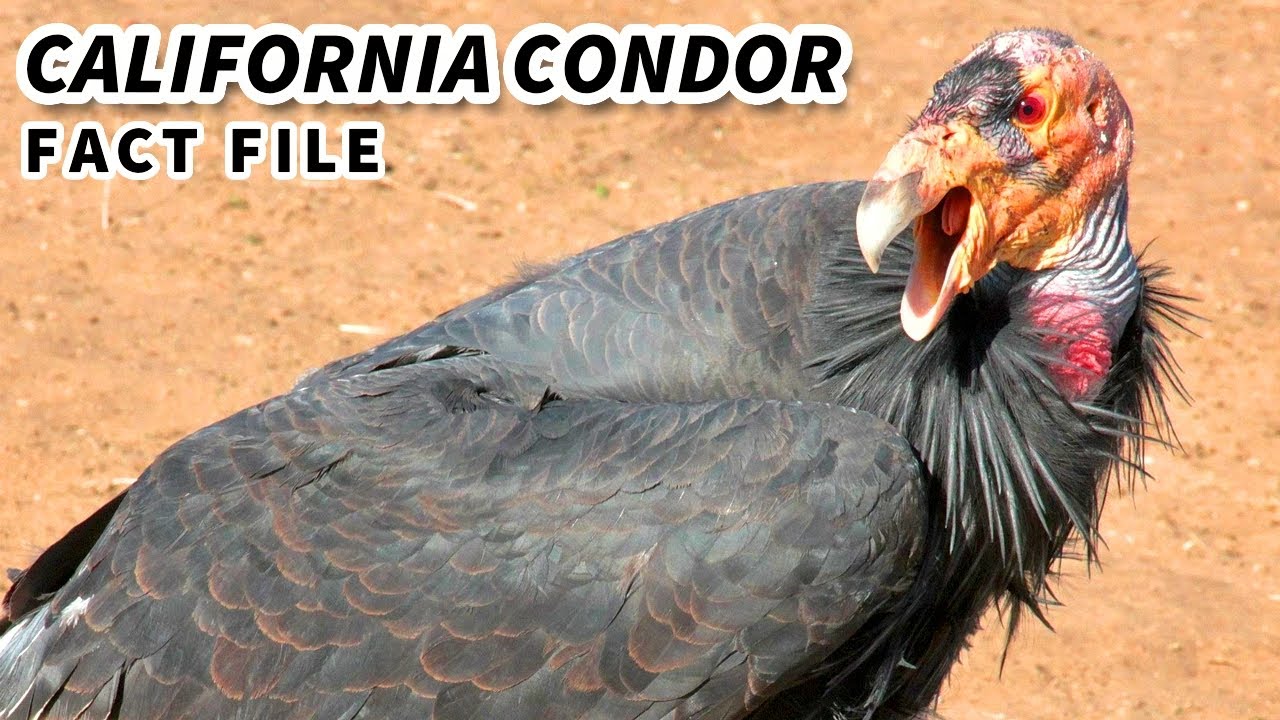 California Condor facts: they're majestic and eat dead things | Animal