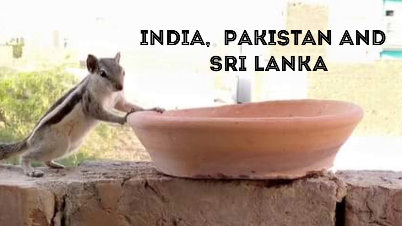 Squirrels Rapping Sounds of Squirrel || Jungle tune || singing animal #squirrel # ...