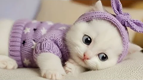 Video 10959451: cats cutecats kitty catlover, catlover funny kitty cutecat, kitty cat talking funny, catlover adorable cutecat, cats talking hilarious