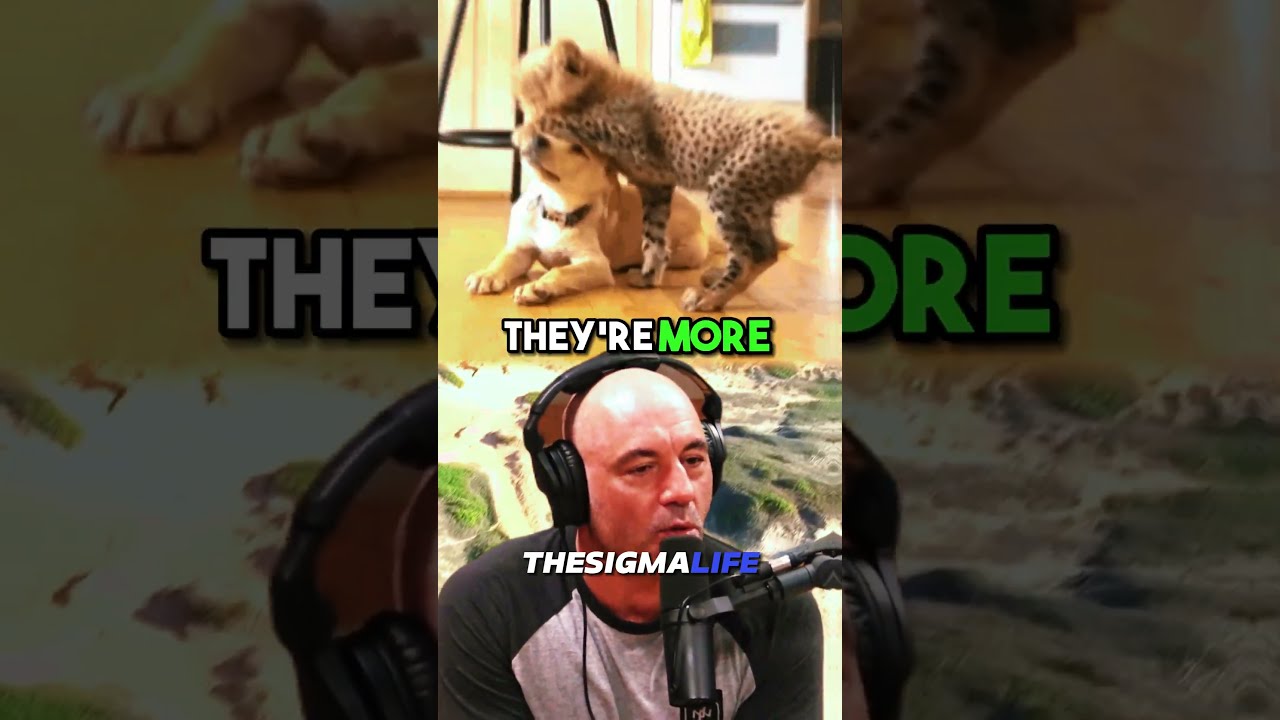 Why Cheetahs Are Friendly Animals JRE Jre Joerogan Animalshorts