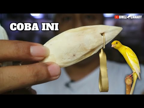 Video: Apakah sotong aman untuk burung?