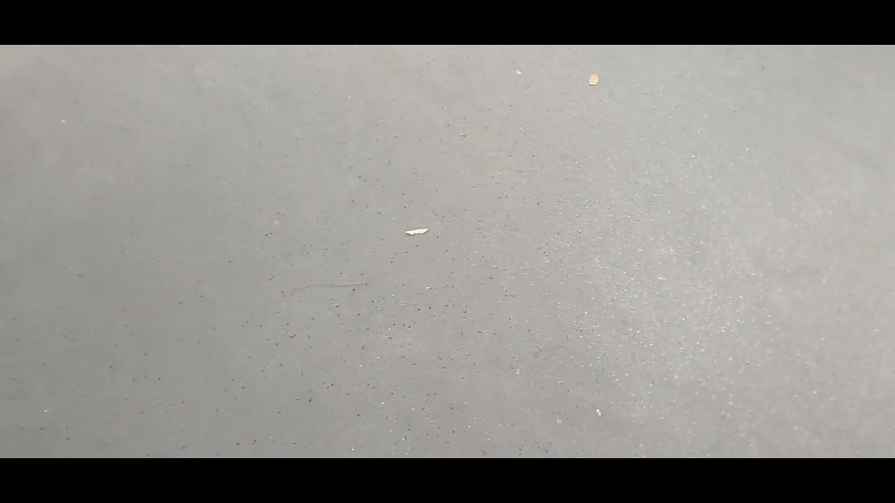 קטע נסיעה במטרונית חשמלית קו 2 לכיוון חיפה עם הכרזות