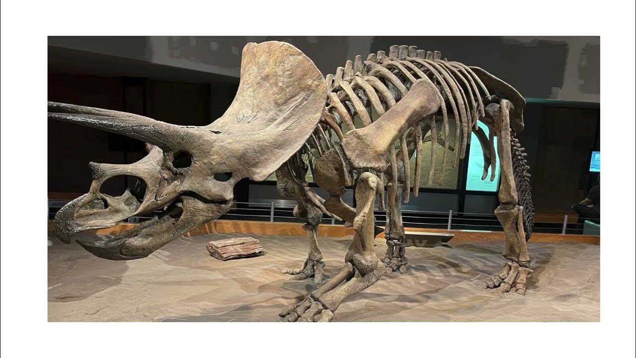 Real Dinosaurs Skeletons found in Drumheller Alberta Royal Tyrrell