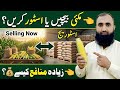 Corn Farming Profit Strategy | Store or Sell Maize at the Right Time