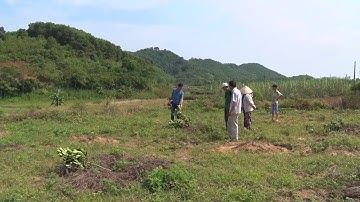 Nhiều vườn cây ăn quả của người dân bị kẻ xấu chặt hạ, phá hoại