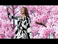 佐藤朱実(あけみ) 「風桜」