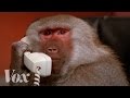 Harts' Baboon Clips and Popularity