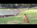 Rhodesian Ridgeback Trainers in Houston, TX Off Leash K9 Training 2yro Aston Rhodesian Ridgeback Trainers in Houston, TX Off Leash K9 Training 2yro Aston