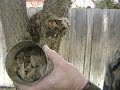 How To Process and Refine Raw Pine Resin