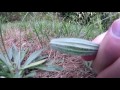 Let's Stalk About It 'mini': ep1 Wild Foods