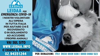 LEIDAA PER EMERGENZA COVID-19, UN ANNO DI SALVATAGGI E PASSEGGIATE PER GLI ANIMALI DEI MALATI