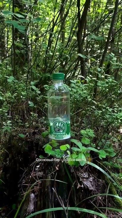 Тёплая погода + крафтовые лимонады Медвежий ключ + сосновый бор ...