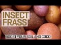 Using Insect Frass Soil Conditioner (with Potatoes)