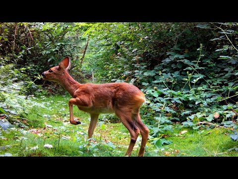 Animal Life In The Woods / Hidden Lives of Forest Animals in the Wild / Relaxing Nature Video