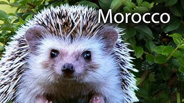 Protecting the Okavango Ecosystem | National Geographic