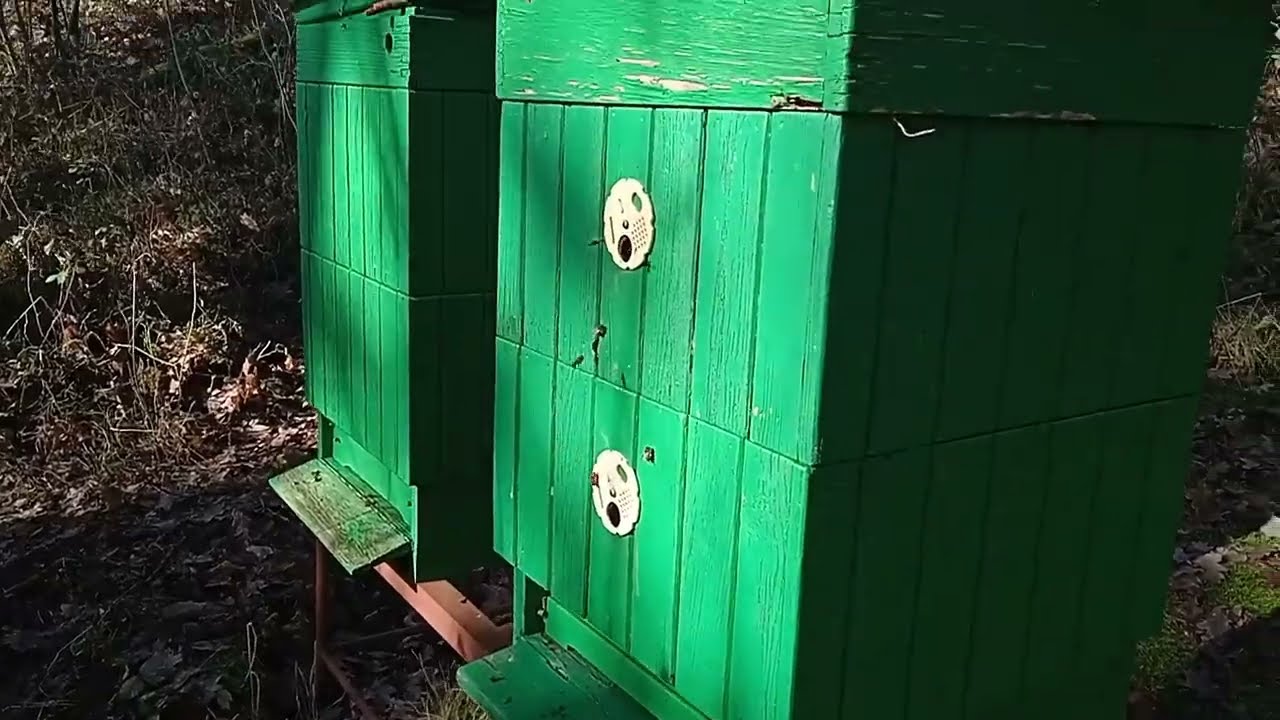 Kondice včelstev začátkem února 2026