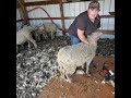 Sheep tips - how to flip a sheep