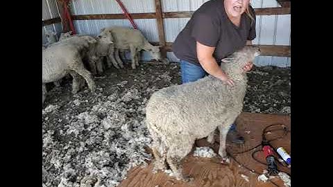 Sheep tips - how to flip a sheep