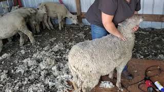 Sheep tips - how to flip a sheep