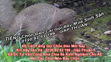 Tiếng Chồn Đèn Cái Gọi Bầy   2018  Tiếng Chuẩn Dành Cho Thợ Săn Kinh Tế