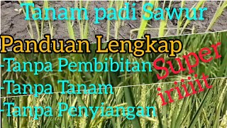 Panduan Lengkap Tanam Padi Sawur. Super Iriiiit Biaya.